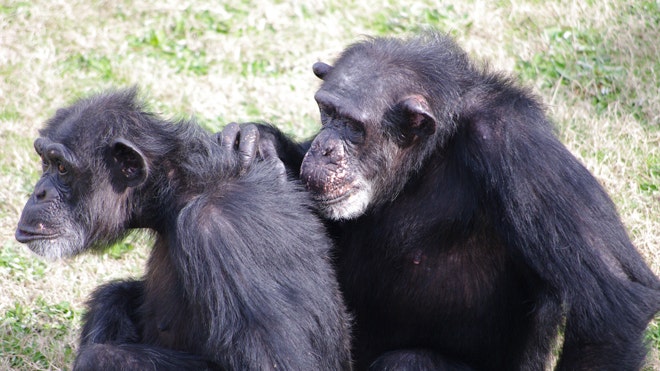 Chimp Haven Suzanna groom Gina.JPG